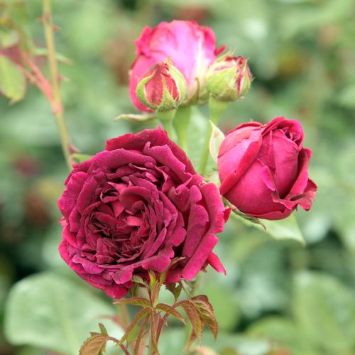 Rosa Empereur du Maroc - violet - Trandafir copac cu trunchi înalt - cu flori tip trandafiri englezești - coroană tufiș